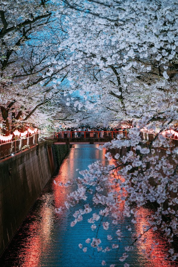 目黒川の桜並木