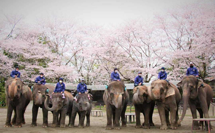 Ichihara Elephant Kingdom