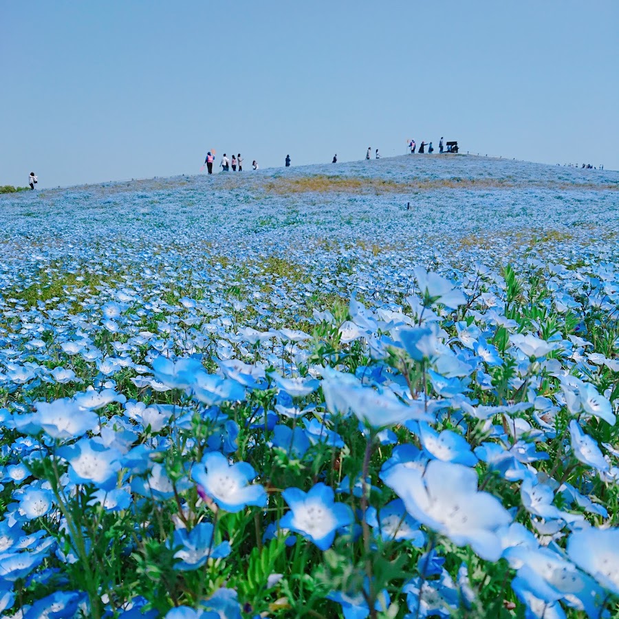国营常陆海滨公园