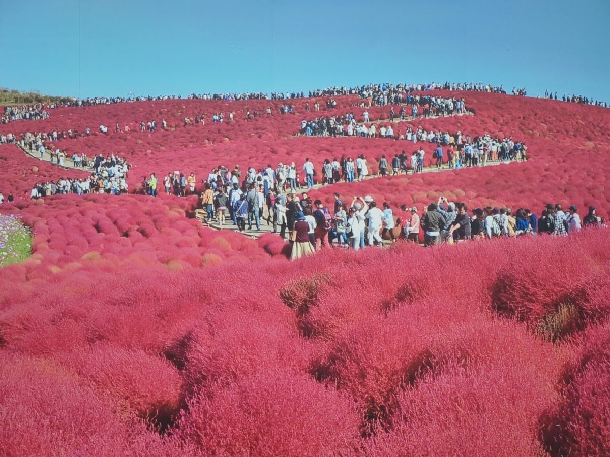 Hitachi Seaside Park