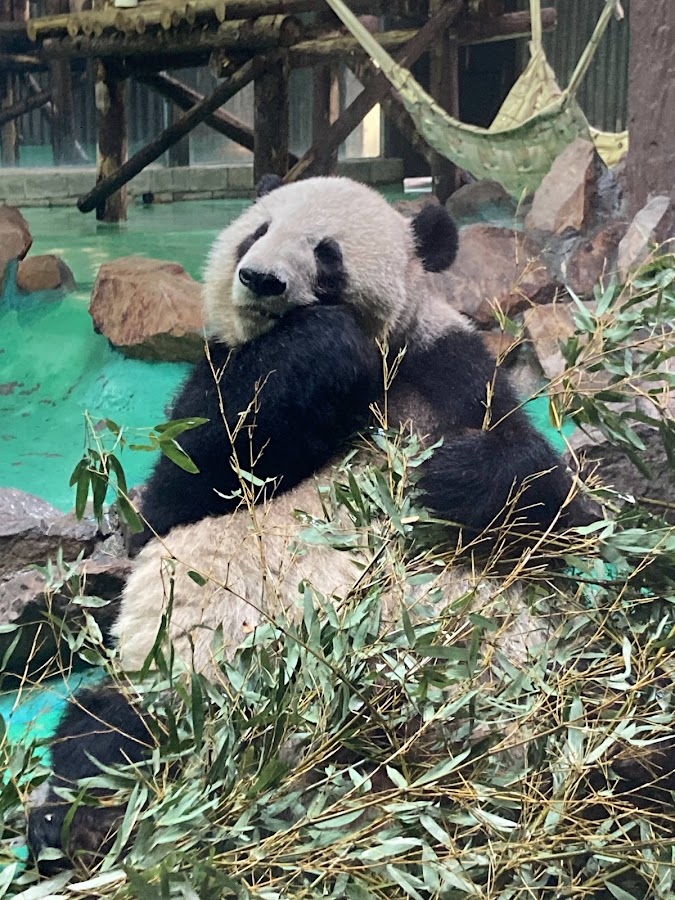 上海動物園進入式鳥楽園