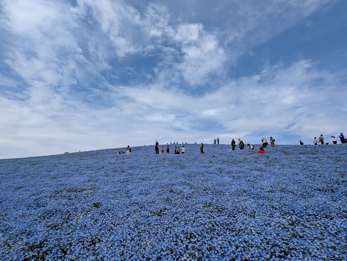 Hitachi Seaside Park