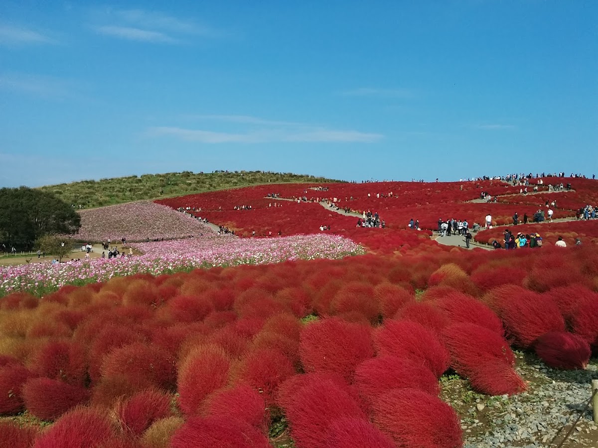 National Hitachi Seaside Park Pleasure Garden